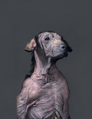 Illustration for article titled Portraits of abandoned dogs before being put down at a shelter